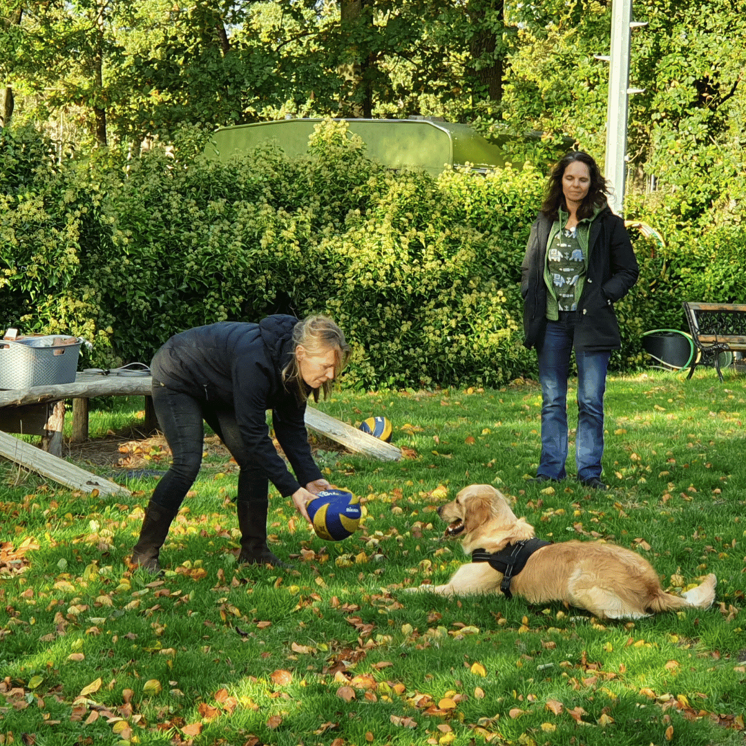 HP Opleiding Curisten in de Spiegeltrainer opleiding bij HondenSpiegel