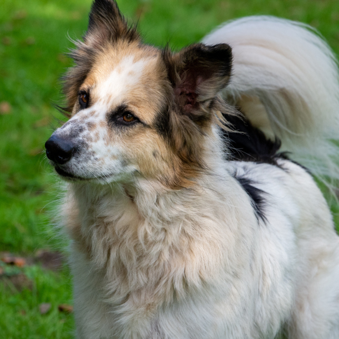 Jij & je buitenlandse hond Aandachtig kijkend hondje uit buitenland bij HondenSpiegel