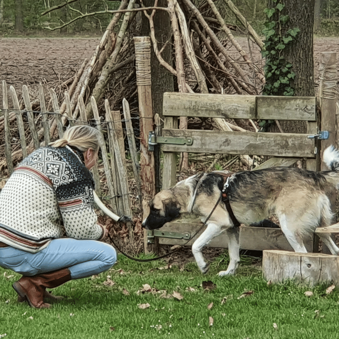 Hond en baasje bij het hek van HondenSpiegel tijdens de les jij en je hond uit het buitenland