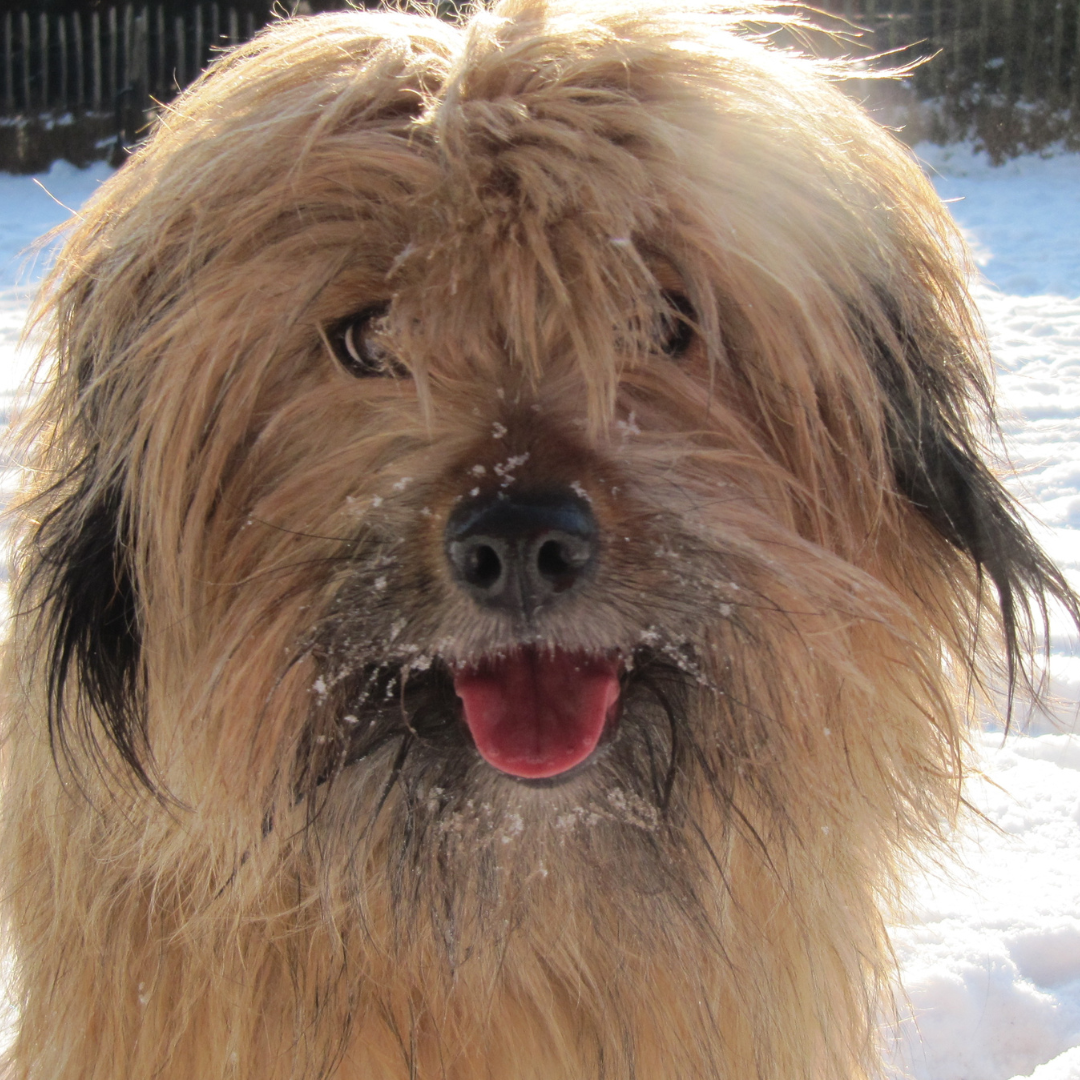Heerlijke wilde wollige vacht in de sneeuw bij de les jij en je hond uit het buitenland bij HondenSpiegel