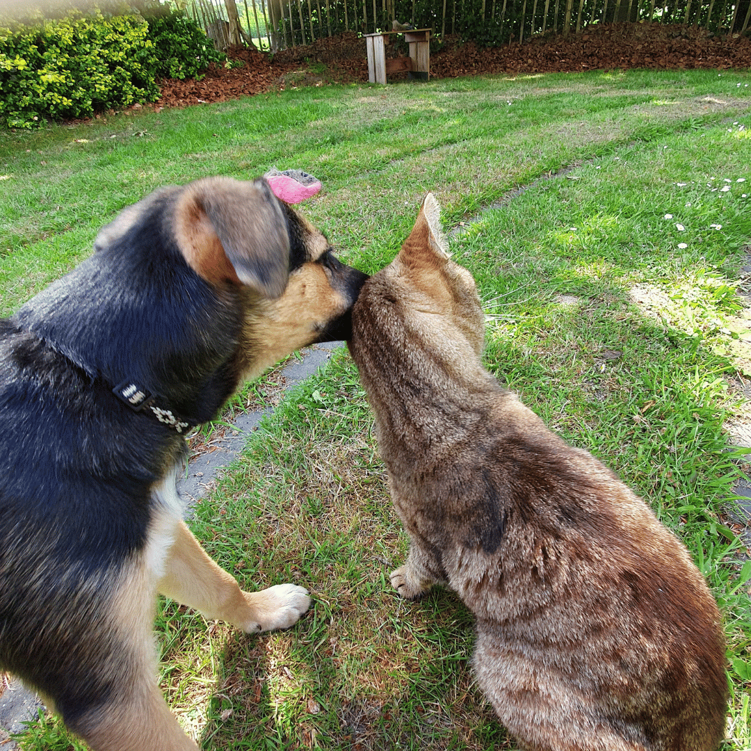 Hond en baas in de les jij en je buitenlandse hond bij HondenSpiegel