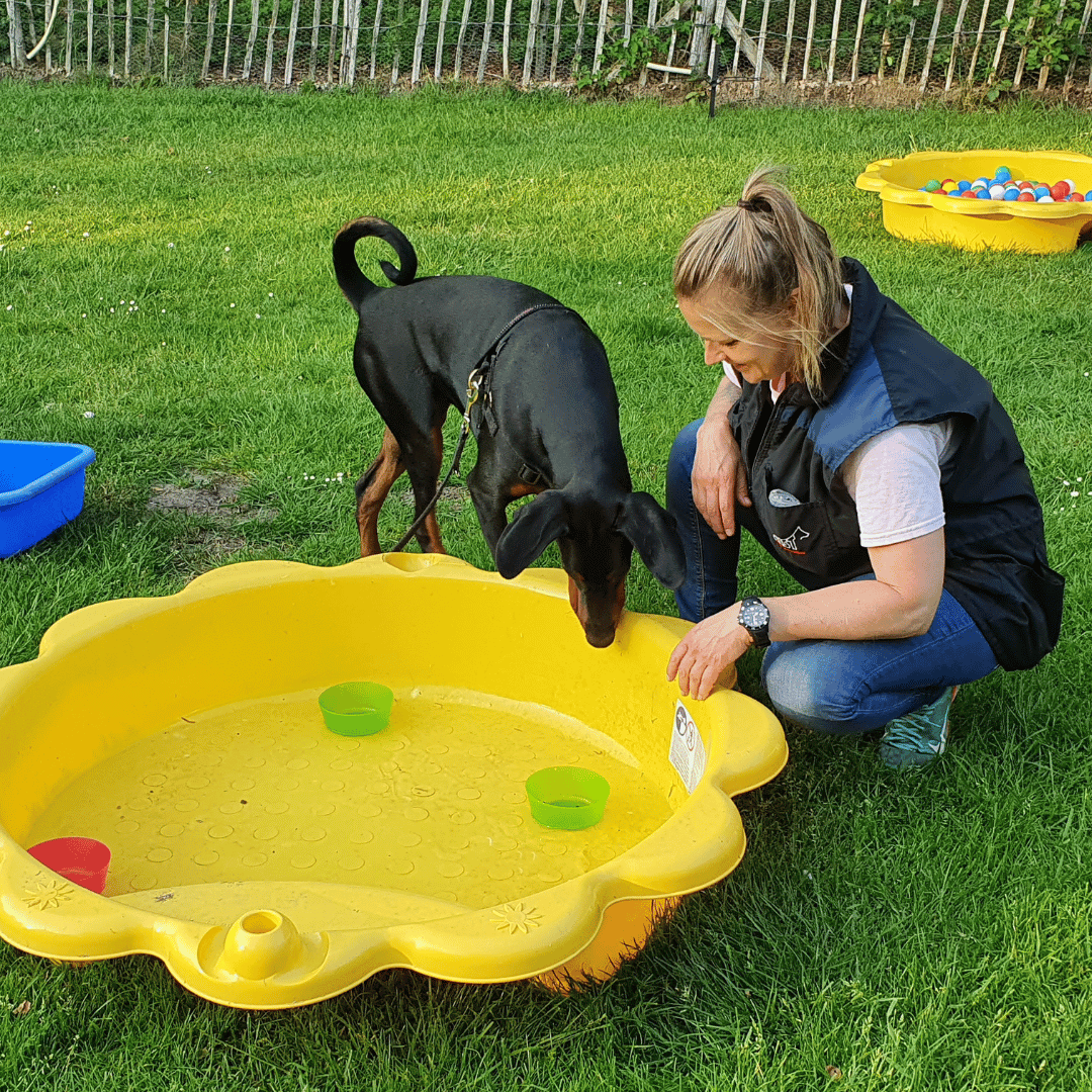 Jij & je volwassen hond Volwassen hond met baasje oefenen bij een geel zwembadje bij HondenSpiegel