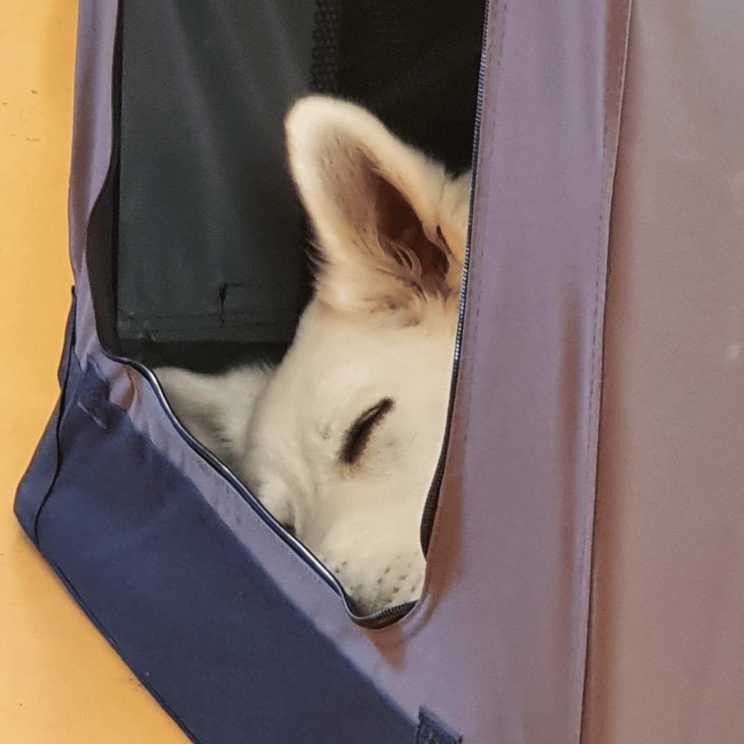 Hond is moe na les jij en je volwassen hond bij HondenSpiegel