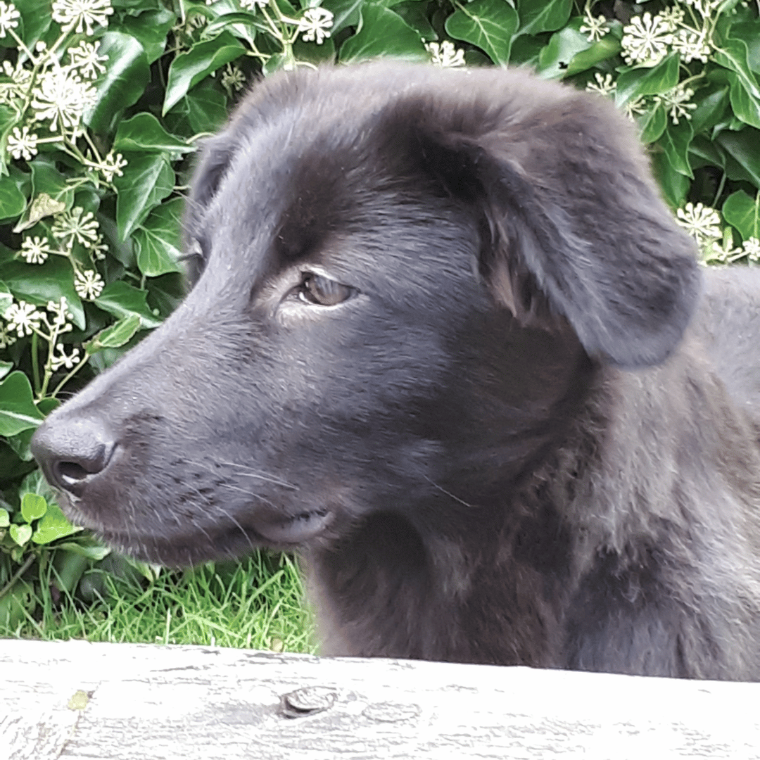 Jonge hond tijden les jij en je jonge hond bij HondenSpiegel