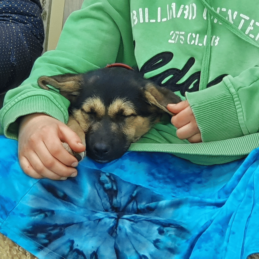 Pup op schoot tijdens les bij HondenSpiegel