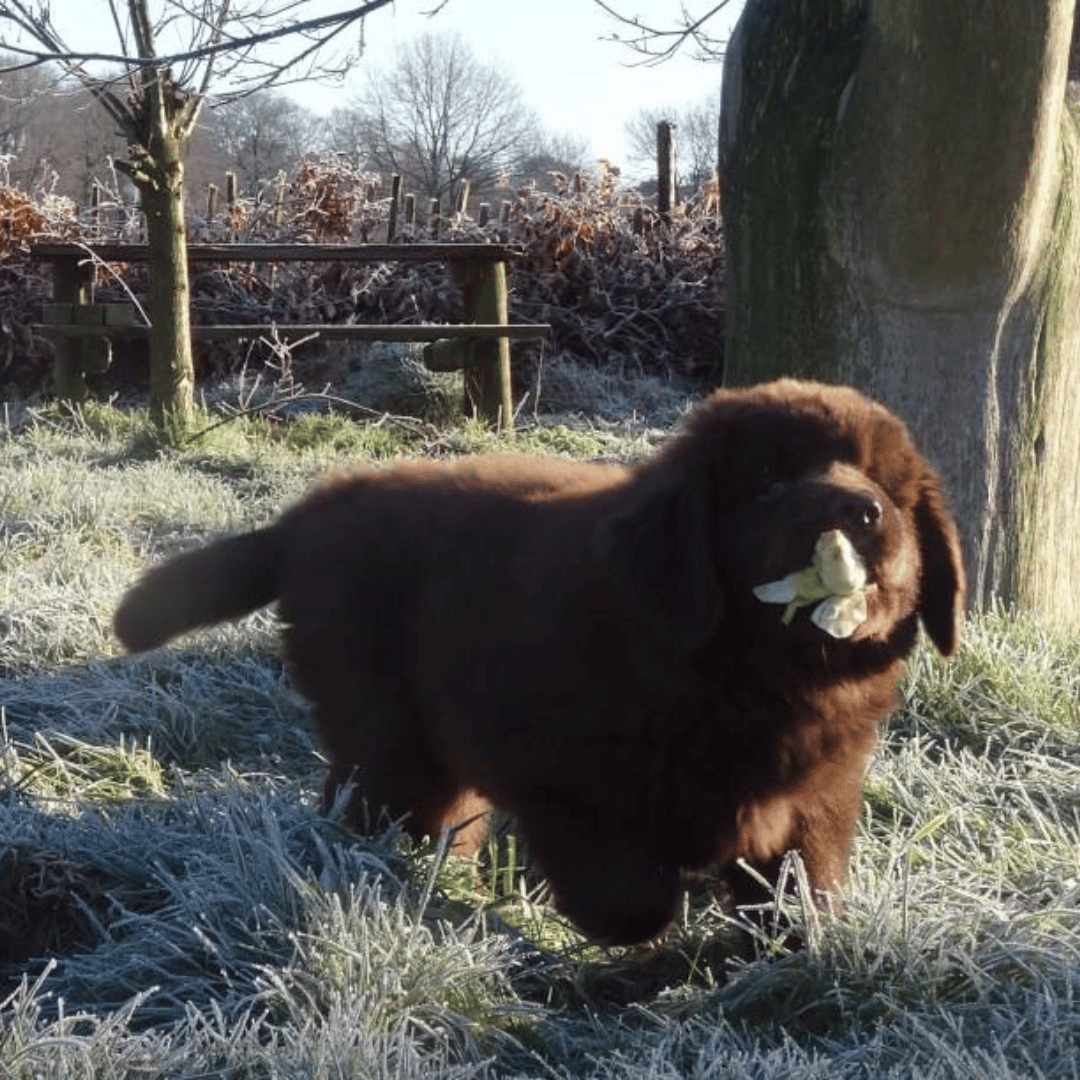 Pup Marley bij de HondenSpiegel
