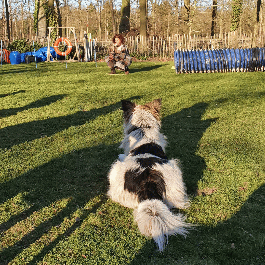 Verbinding tussen hond en mens bij HondenSpiegel