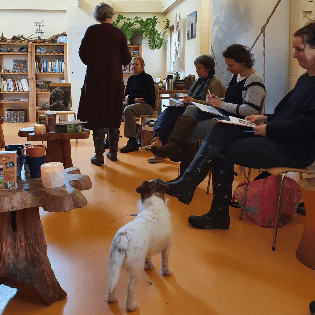 Sessie SpiegelTrainer binnen bij HondenSpiegel