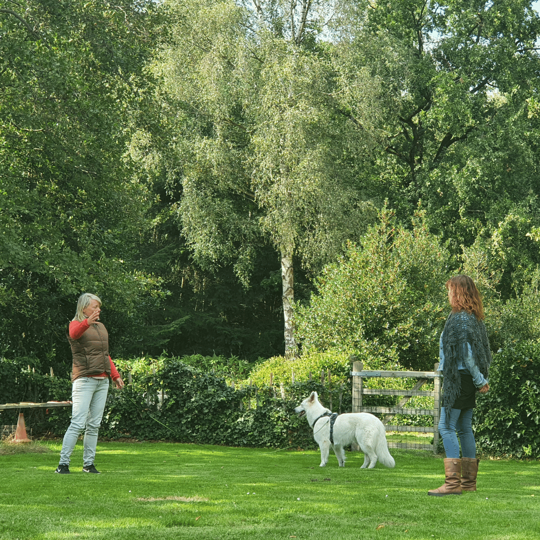 2 mensen en een hond in de opleiding tot Spiegeltrainer bij HondenSpiegel