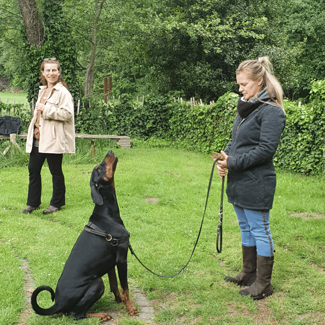 Cursist en haar Dobermann tijdens de opleiding bij HondenSpiegel