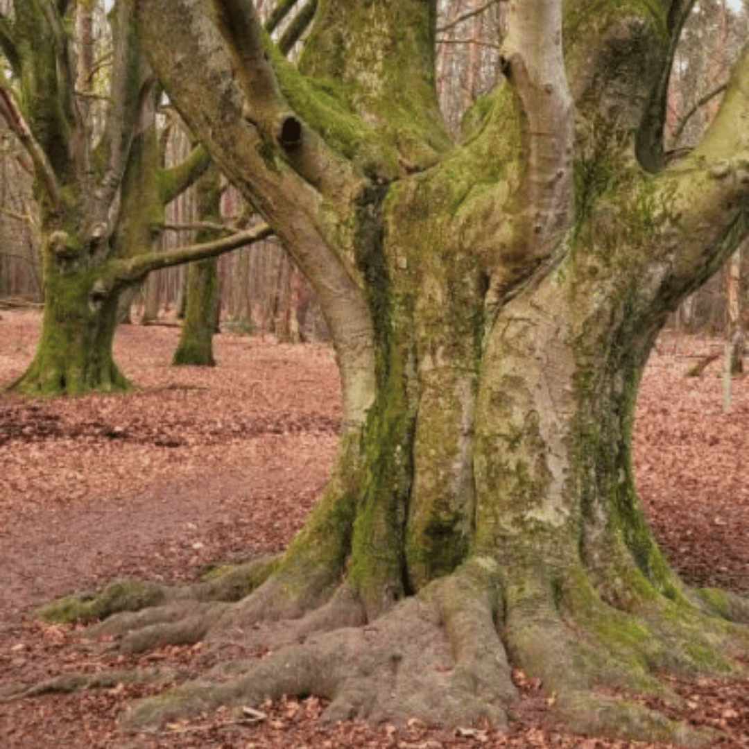 Boomkruin vol energie bij Dans van Energie bij HondenSpiegel