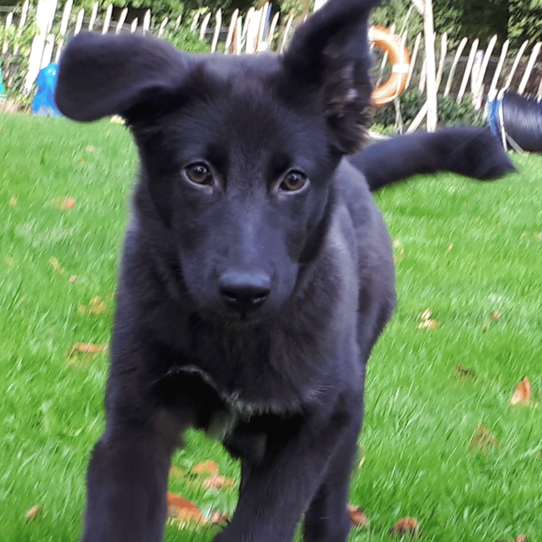 Jij & jonge hond nieuw