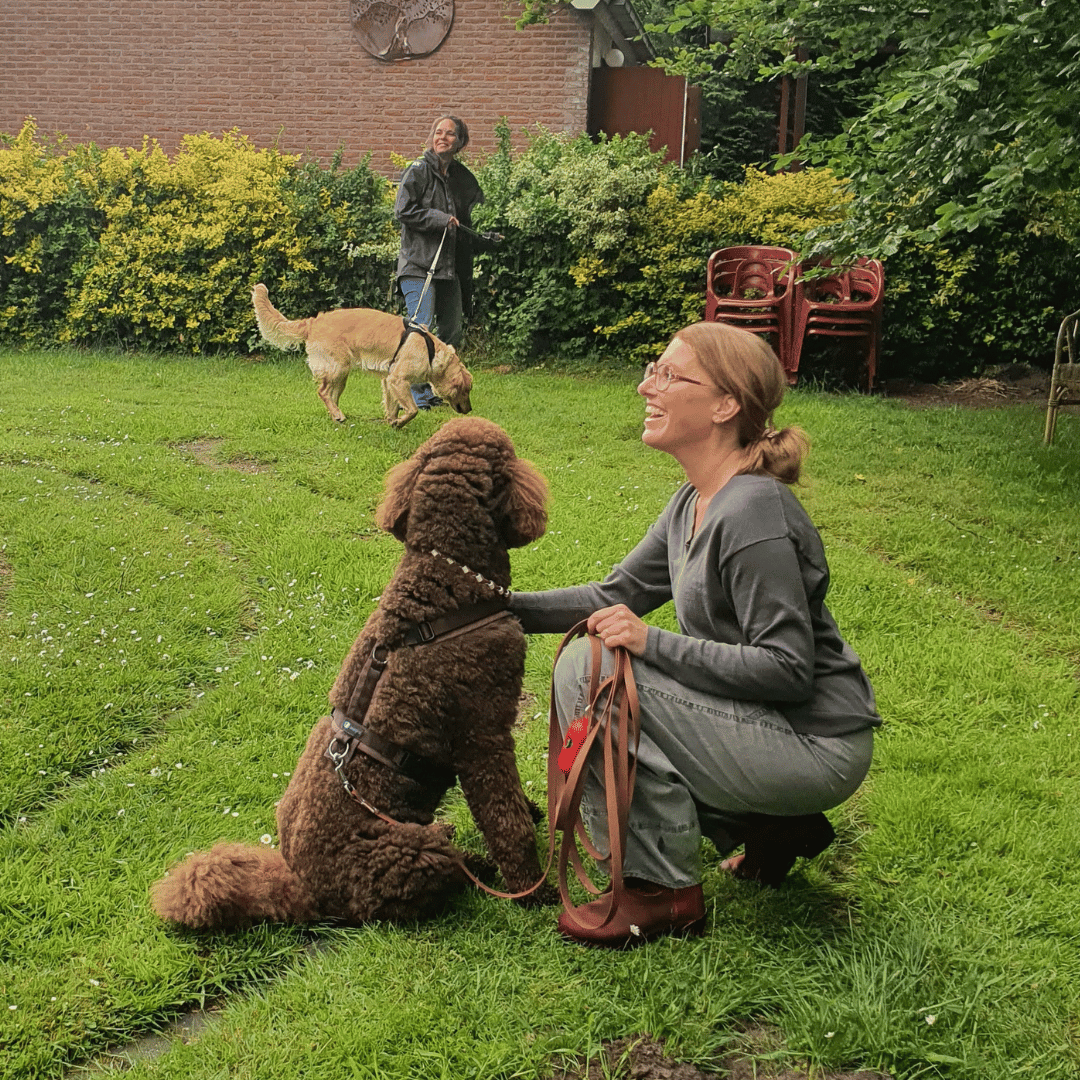 Werkwijze Werkwijze, hoe werken wij bij HondenSpiegel