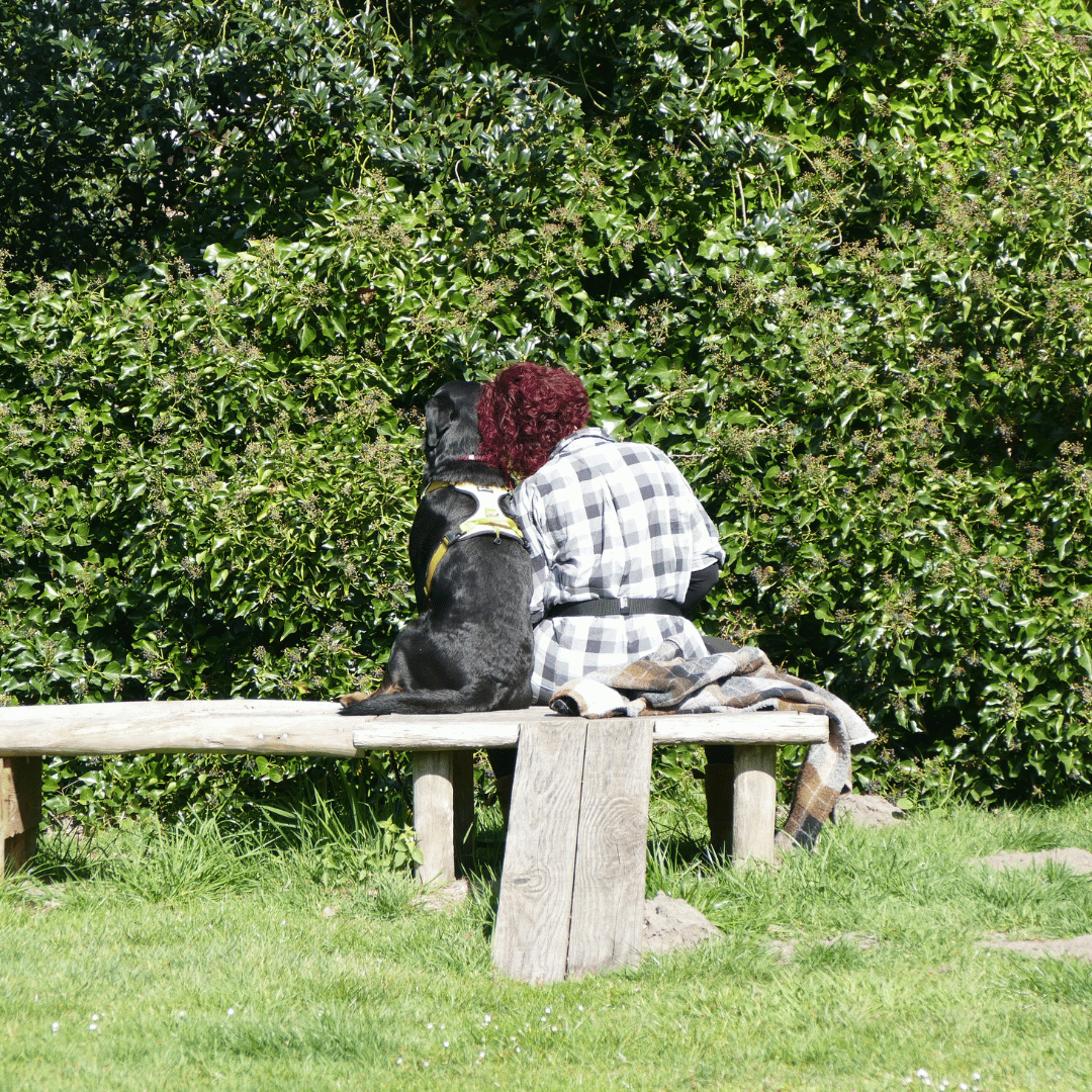 Ontdek de spiegel van je eigen hond bij HondenSpiegel
