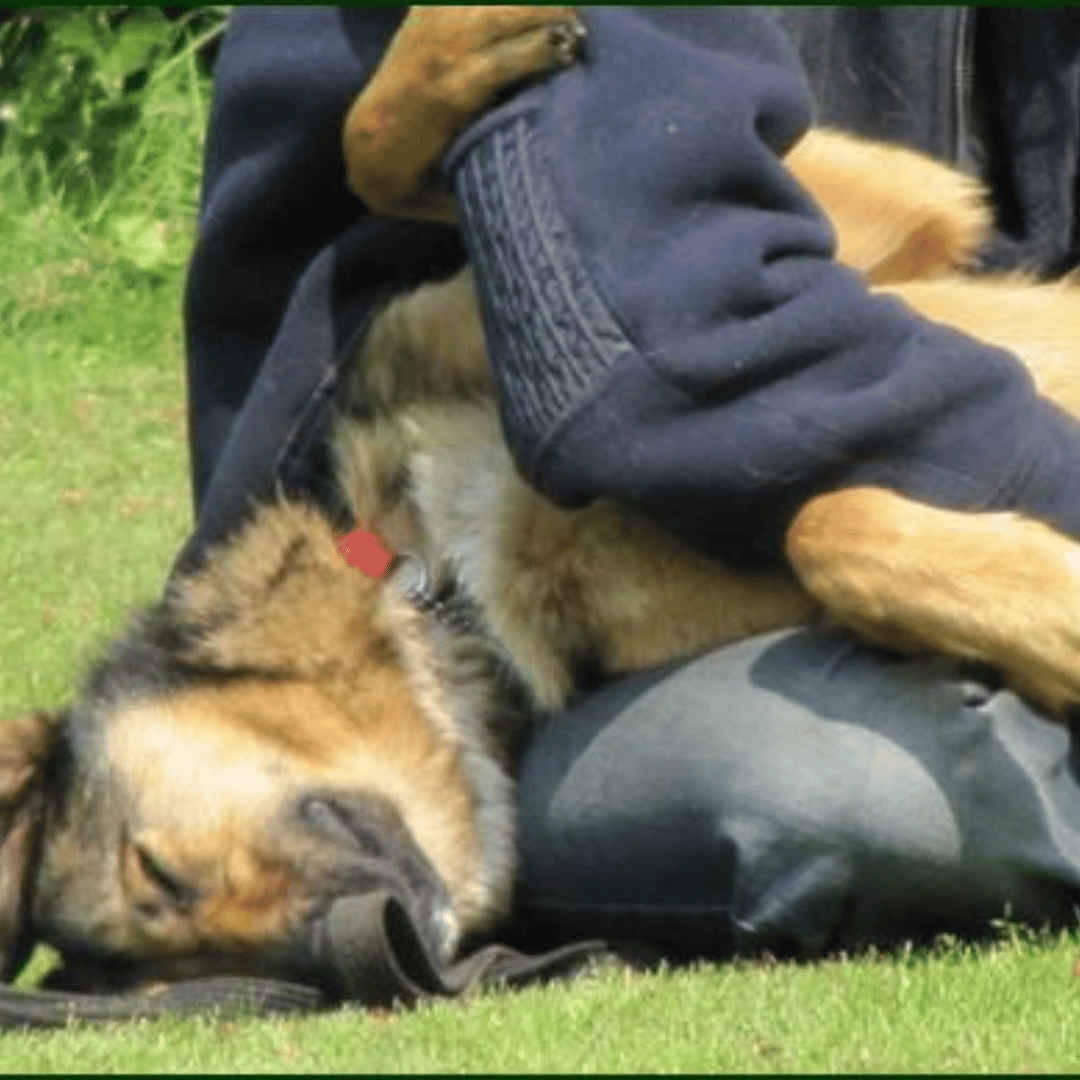 Ontdek jij ook de spiegel van je eigen hond bij HondenSpiegel?