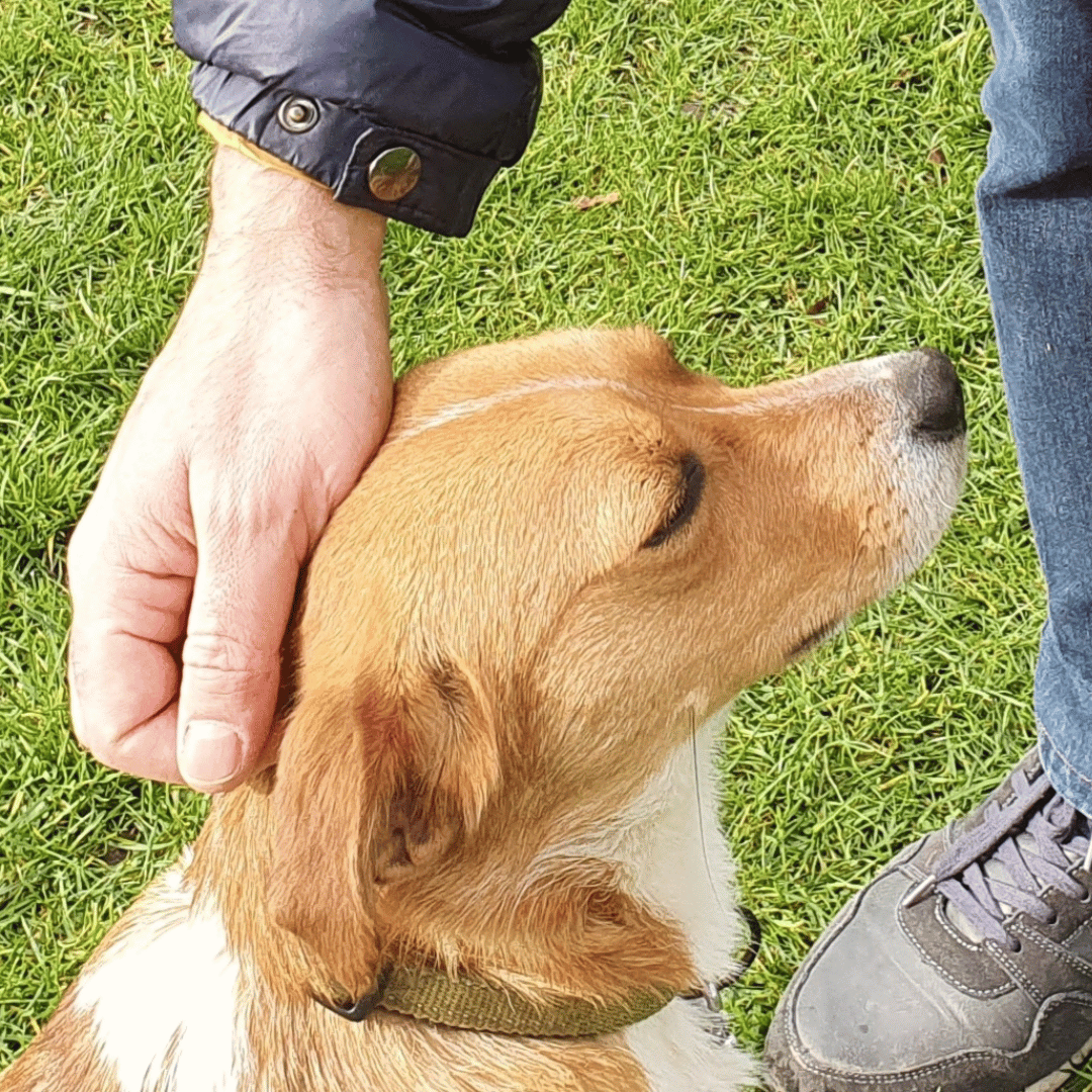 Ook voor bedrijfstrainingen kan je bij HondenSpiegel terecht