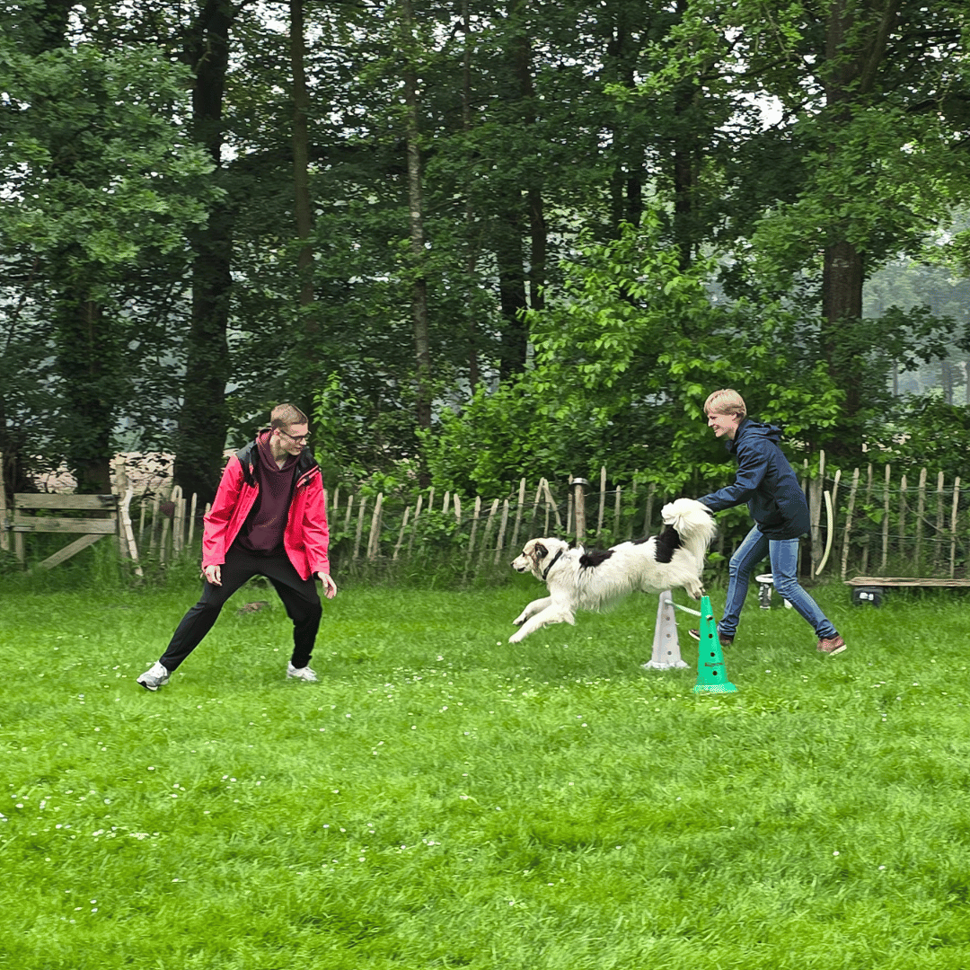 Ook als team ga je aan de slag bij HondenSpiegel