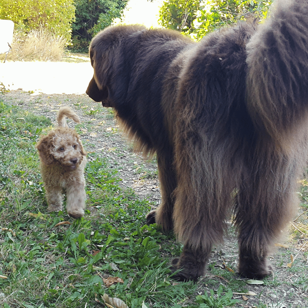 Meer over hoe we werken aan de relatie tussen jou en je hond bij HondenSpiegel