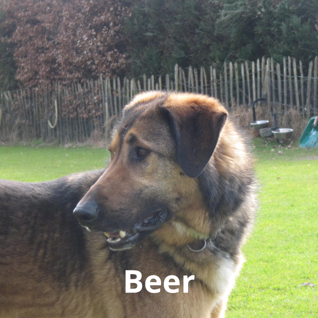 Beer, een van de honden van HondenSpiegel<br />
