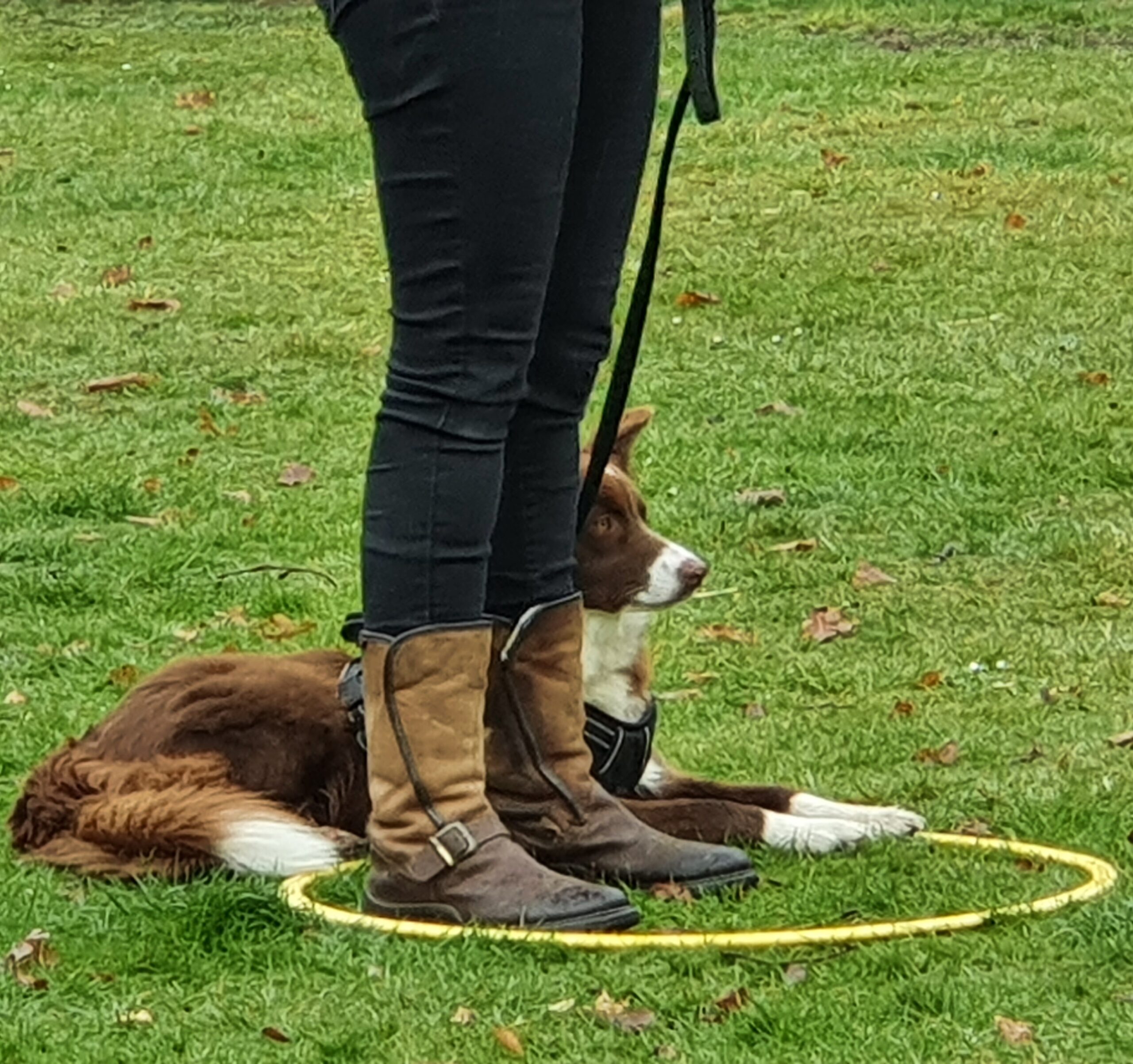 Ontdek jij ook de spiegel van je eigen hond bij HondenSpiegel?