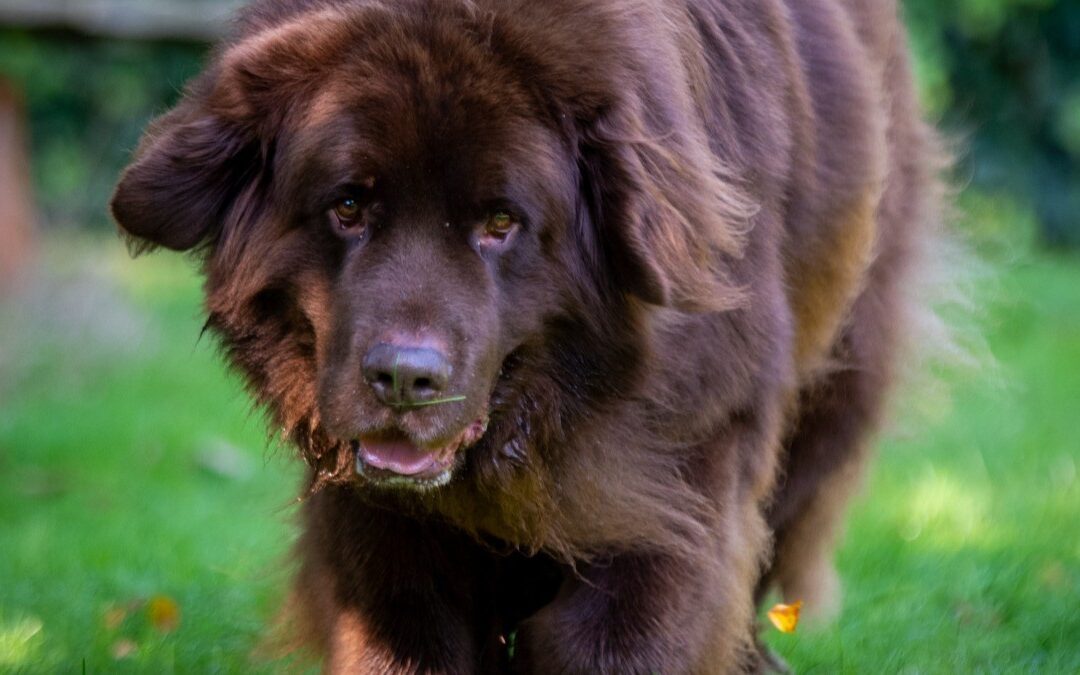 Van observatie naar actie: Hoe honden de dynamiek van jouw team versterken